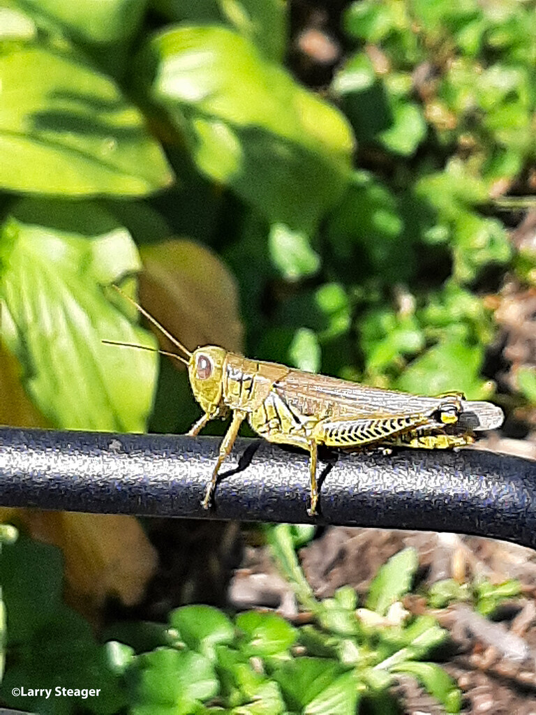 Differential grasshopper by larrysphotos