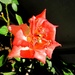Cvijet ruže by vesna0210