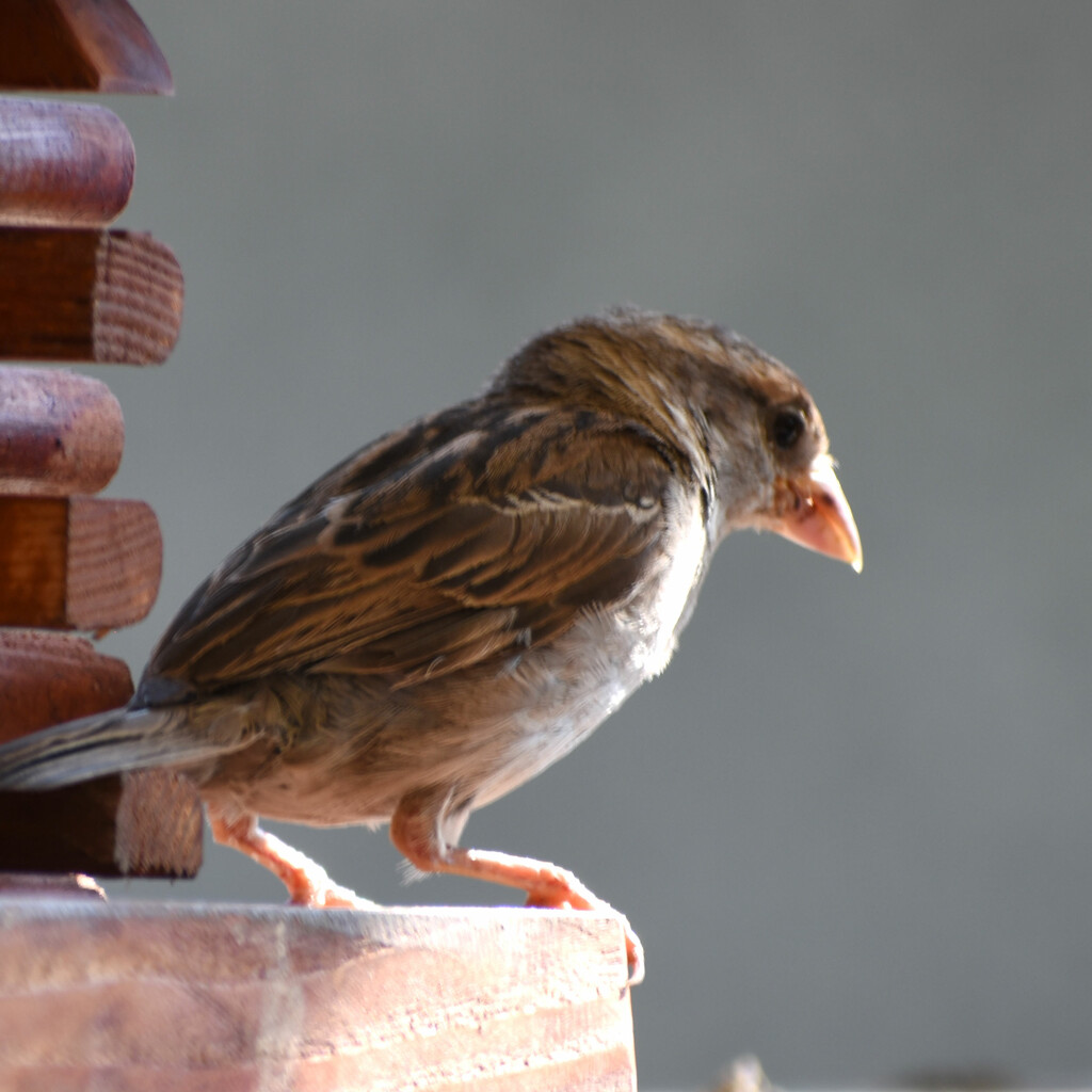 Sparrow Close-Up by bjywamer