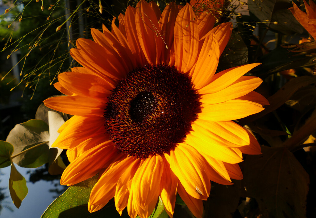 sunflower in late light by marijbar