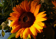 24th Aug 2021 - sunflower in late light
