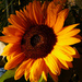 sunflower in late light by marijbar