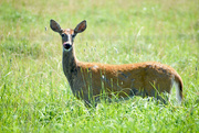 16th Aug 2021 - A Somewhat Ratty-Looking Deer