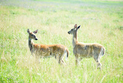16th Aug 2021 - Two More Shedding Doe