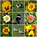   Birds, Gazanias & Pansies ~      by happysnaps