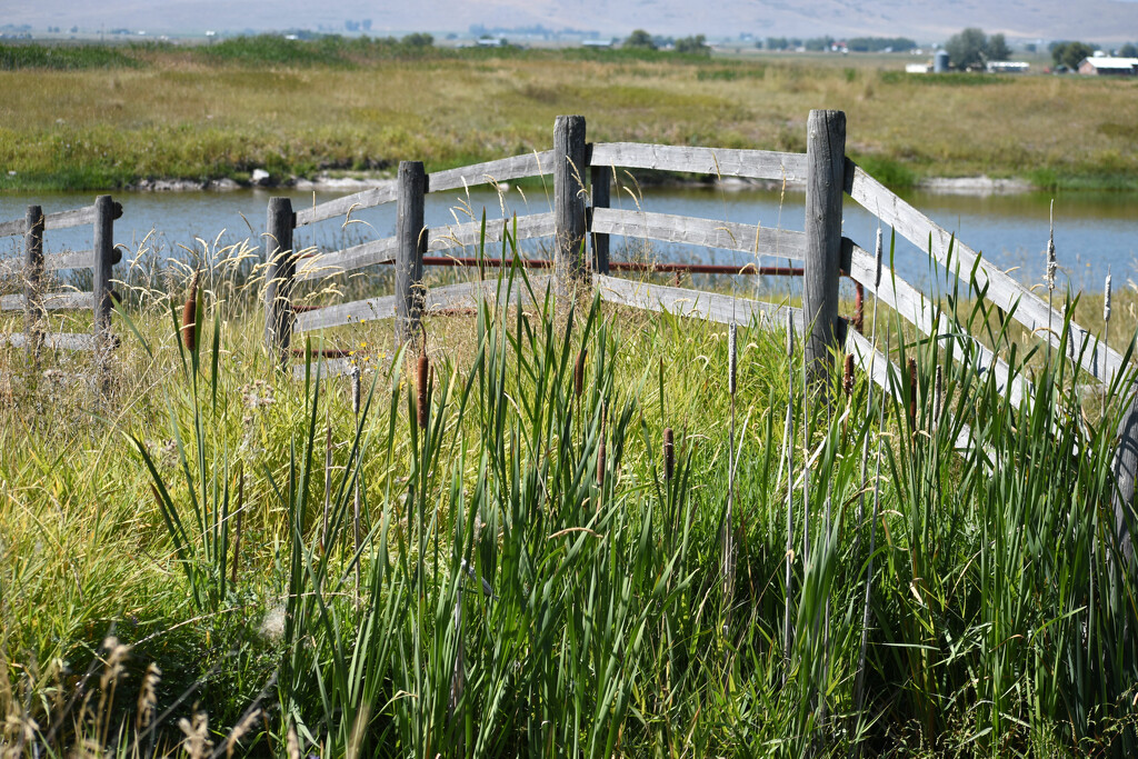 Cattails, Fence, and Pond by bjywamer
