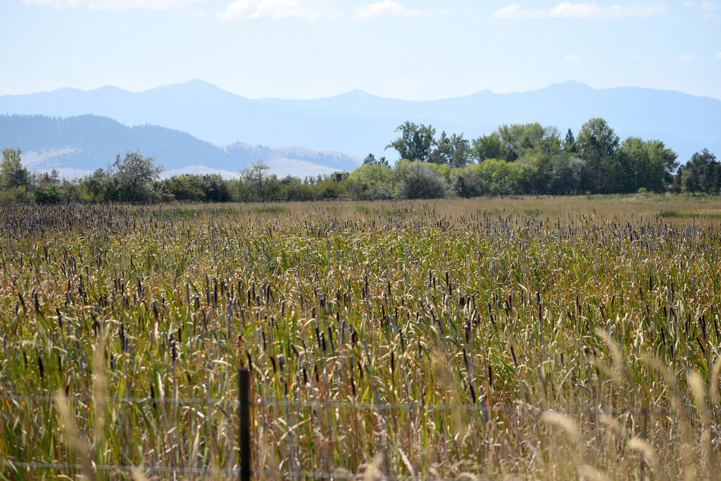 Field Of Cattails by bjywamer