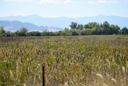 24th Aug 2021 - Field Of Cattails
