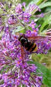 19th Aug 2021 - Hornet mimic hoverfly