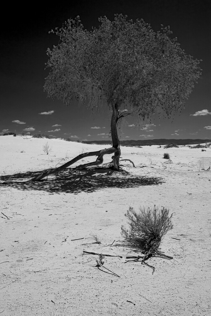 Lonely Tree by cwbill