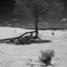 Lonely Tree by cwbill