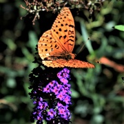 25th Aug 2021 - Butterfly on Butterfly bush