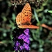 Butterfly on Butterfly bush by sandlily