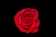 3rd Aug 2021 - Isolated Red rose