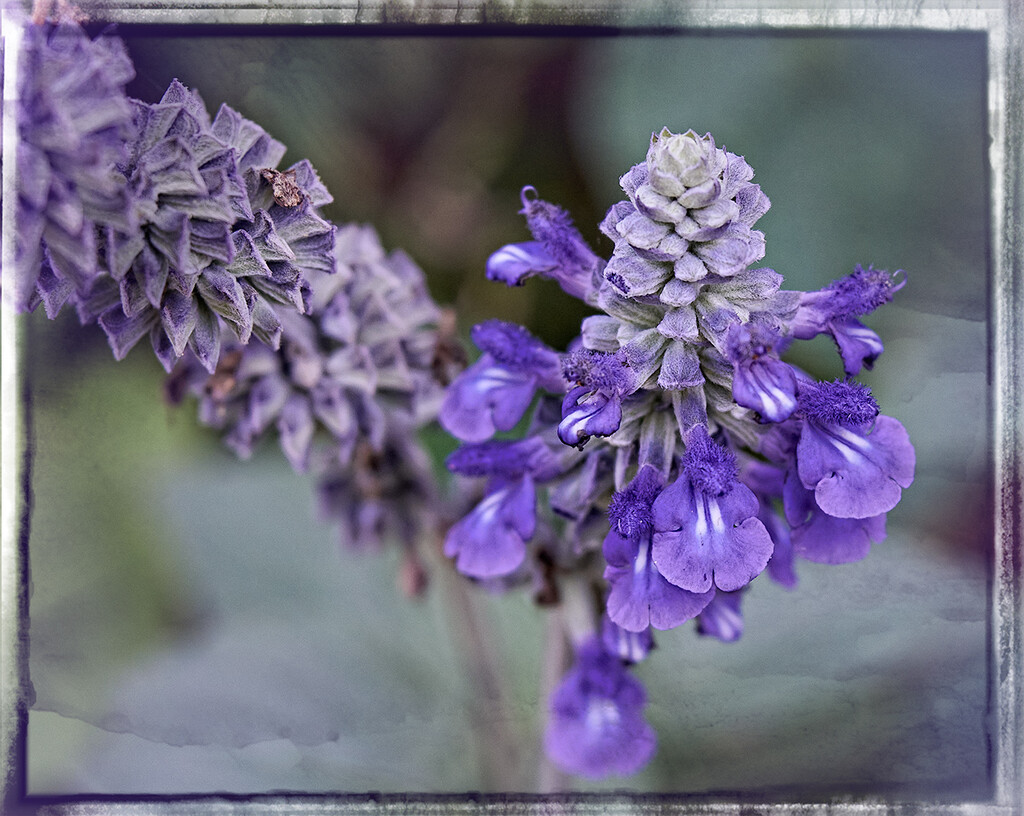 Blue Salvia Tip by gardencat
