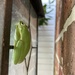tree frog?! by wiesnerbeth