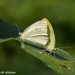Cabbage Whites by falcon11