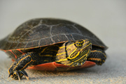 16th Aug 2021 - Painted Turtle