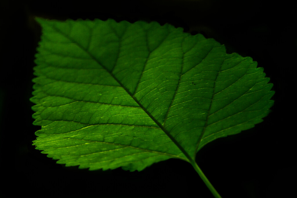 Leaf by kareenking