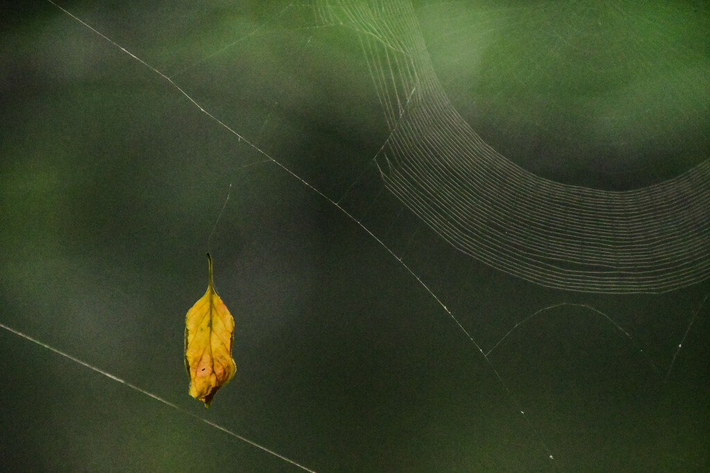 A Leaf and a Web by kareenking