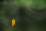20th Aug 2021 - A Leaf and a Web