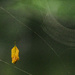 A Leaf and a Web by kareenking