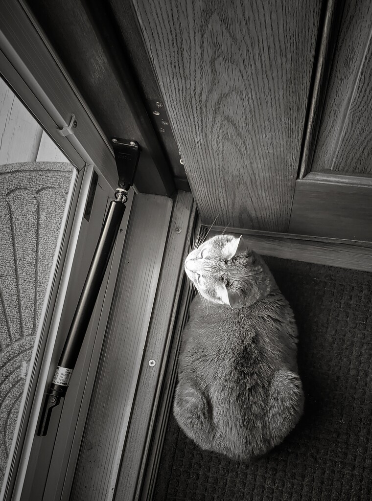 Gray at the door by edorreandresen
