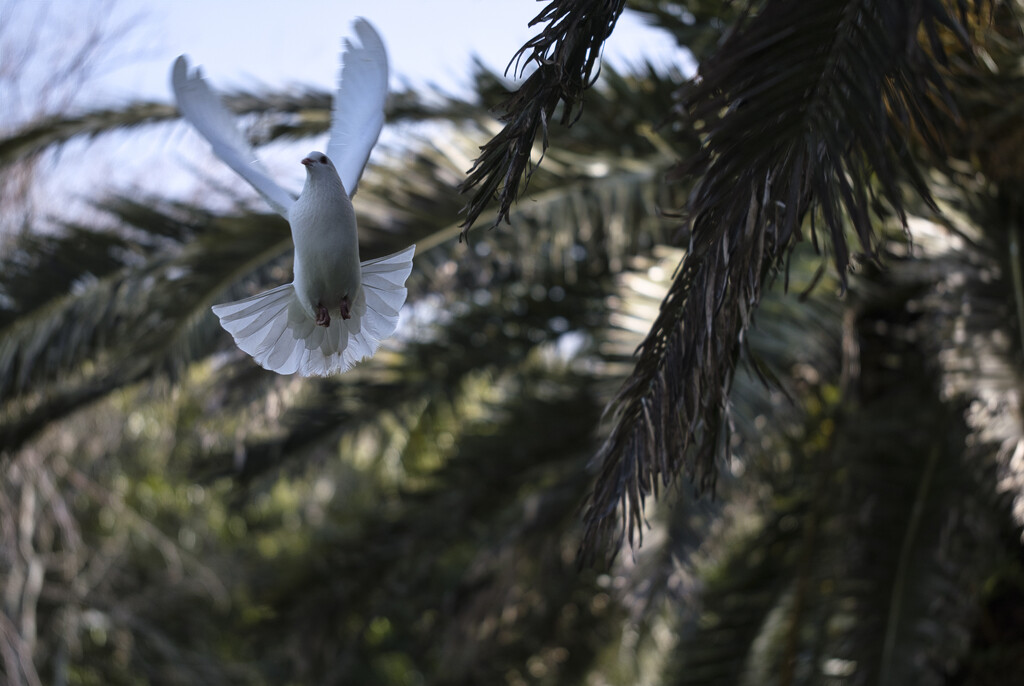 White pigeon dove by dkbarnett