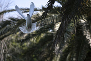 26th Aug 2021 - White pigeon dove