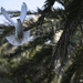 White pigeon dove by dkbarnett