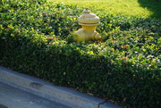 25th Aug 2021 - Hydrant in bushes