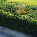 Hydrant in bushes by acolyte