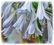 26th Aug 2021 - Agapanthus (Silver Lining)