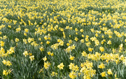 4th Aug 2021 - Sea of Daffodils 