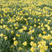 Sea of Daffodils  by creative_shots