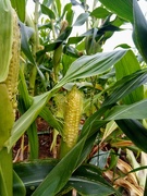 26th Aug 2021 - Summer..Maize field