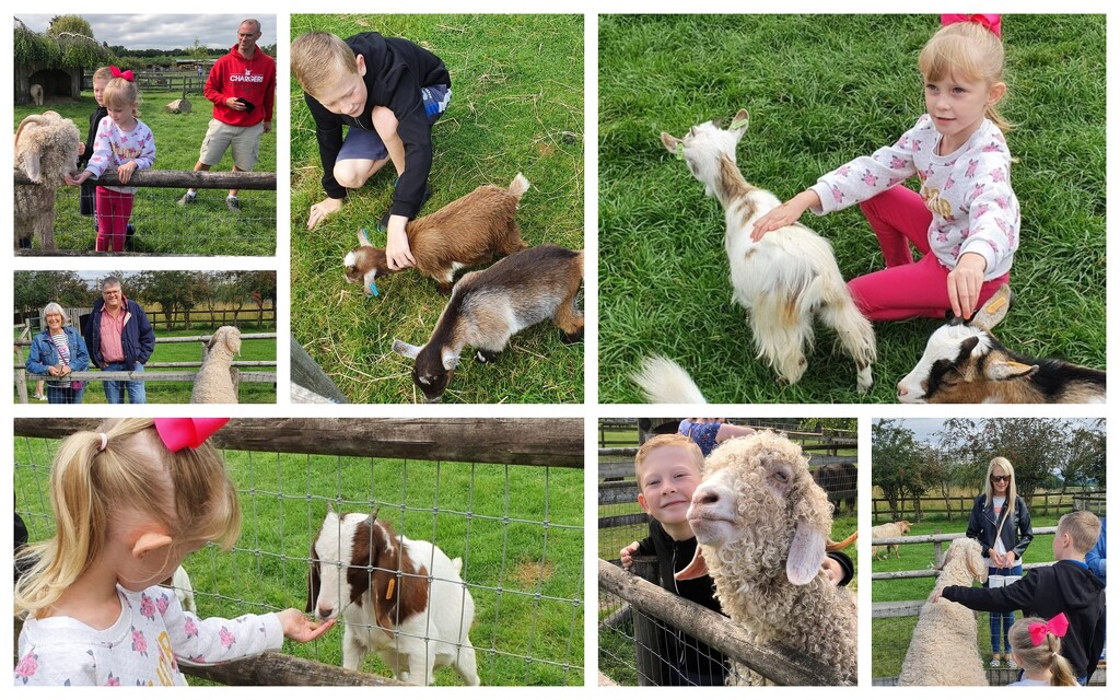 Fun at the Small Breeds Farm Park by susiemc