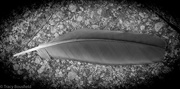 19th Jul 2021 - Feather