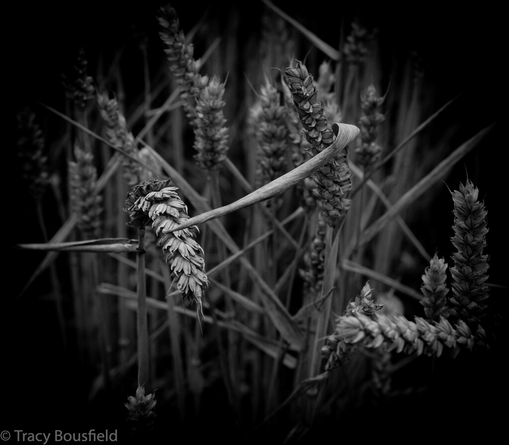 Wheat by tracybeautychick