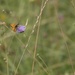 Small skipper in Averbury meadows by helenhall