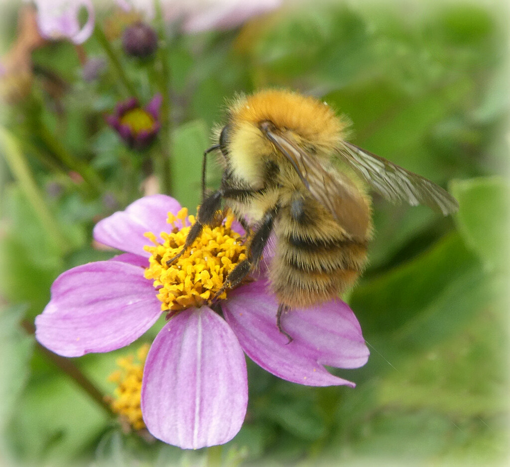 Fluffy Bee by wendyfrost