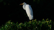 26th Aug 2021 - great egret