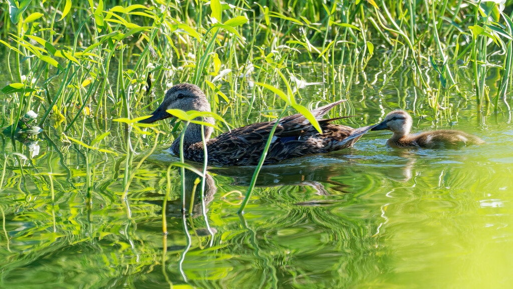 Mallard and duckling by rminer