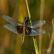 26th Aug 2021 - widow skimmer dragonfly