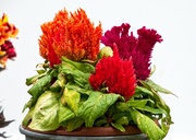 26th Aug 2021 - Celosia (Woolflower)