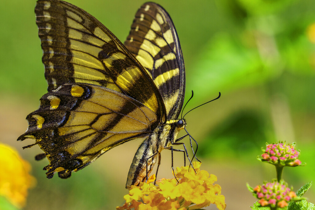 Battered Swallowtail by k9photo