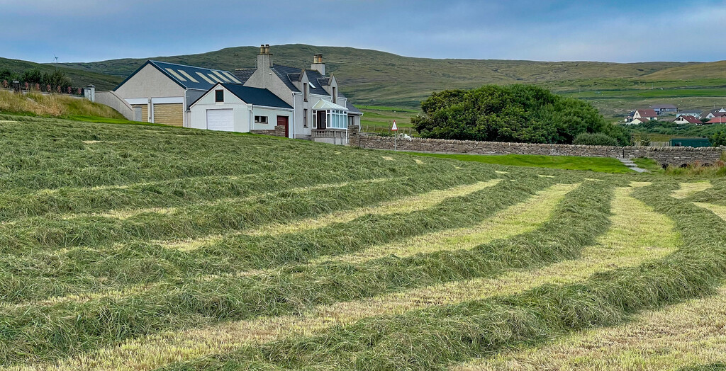 Hoswick Cut Grass by lifeat60degrees