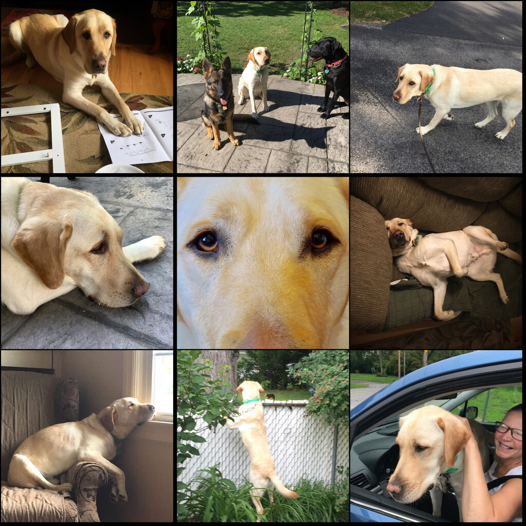 8-26-21 Happy Dog Day to my buddy Watson ❤️🐾❤️ by bkp
