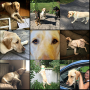 26th Aug 2021 - 8-26-21 Happy Dog Day to my buddy Watson ❤️🐾❤️