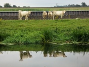 24th Aug 2021 - Cattle and reflections